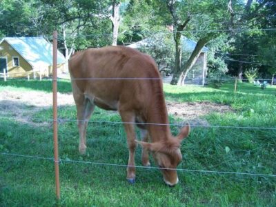 Is Grass Fed Really the Best Option for Dairy Cows? Image